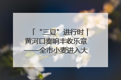 “三夏”进行时｜黄河口奏响丰收乐章——全市小麦进入大面积收获高峰期