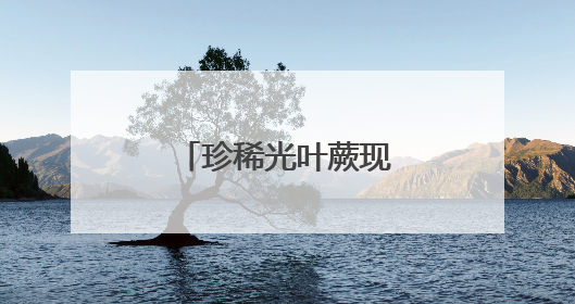 珍稀光叶蕨现身瓦屋山，刷新海拔最低纪录