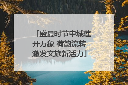 盛夏时节申城莲开万象 荷韵流转激发文旅新活力
