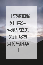 京城拍客今日精选｜蜻蜓早立尖尖角 尽赏夏荷气度华