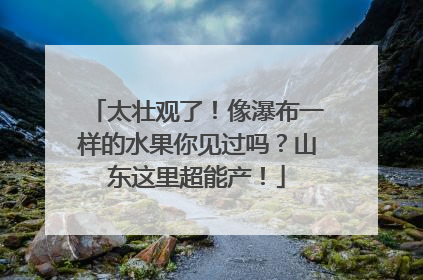 太壮观了！像瀑布一样的水果你见过吗？山东这里超能产！