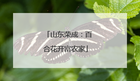 山东荣成：百合花开富农家