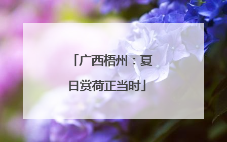 广西梧州：夏日赏荷正当时