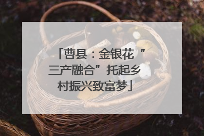 曹县：金银花“三产融合”托起乡村振兴致富梦