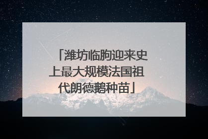 潍坊临朐迎来史上最大规模法国祖代朗德鹅种苗