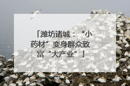 潍坊诸城：“小药材”变身群众致富“大产业”