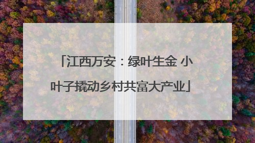 江西万安：绿叶生金 小叶子撬动乡村共富大产业