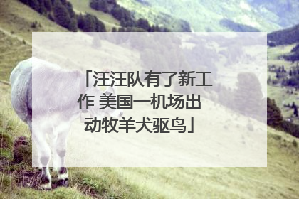 汪汪队有了新工作 美国一机场出动牧羊犬驱鸟