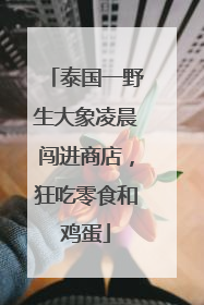 泰国一野生大象凌晨闯进商店，狂吃零食和鸡蛋