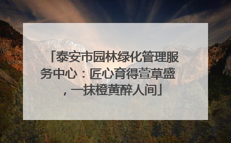 泰安市园林绿化管理服务中心：匠心育得萱草盛，一抹橙黄醉人间