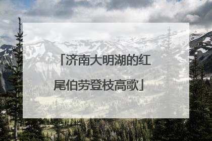 济南大明湖的红尾伯劳登枝高歌