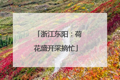 浙江东阳：荷花盛开采摘忙
