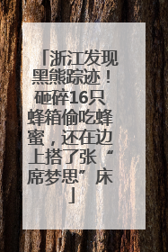 浙江发现黑熊踪迹！砸碎16只蜂箱偷吃蜂蜜，还在边上搭了张“席梦思”床