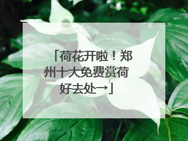 荷花开啦！郑州十大免费赏荷好去处→
