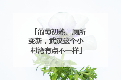 葡萄初熟、厕所变新，武汉这个小村湾有点不一样