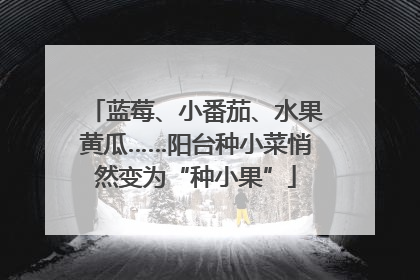 蓝莓、小番茄、水果黄瓜……阳台种小菜悄然变为“种小果”