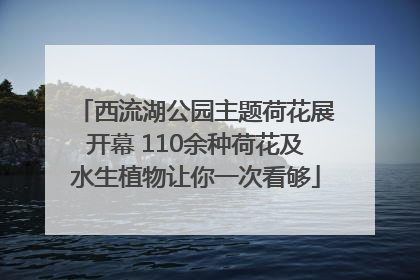 西流湖公园主题荷花展开幕 110余种荷花及水生植物让你一次看够