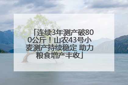 连续3年测产破800公斤！山农43号小麦测产持续稳定 助力粮食增产丰收