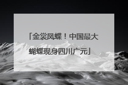 金裳凤蝶！中国最大蝴蝶现身四川广元
