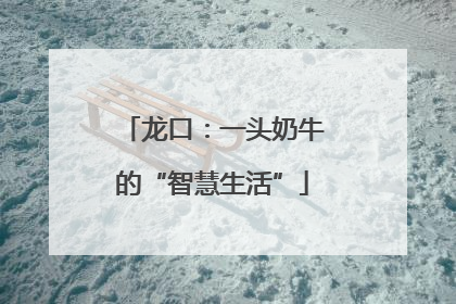 龙口：一头奶牛的“智慧生活”