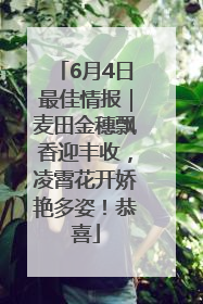 6月4日最佳情报｜麦田金穗飘香迎丰收，凌霄花开娇艳多姿！恭喜